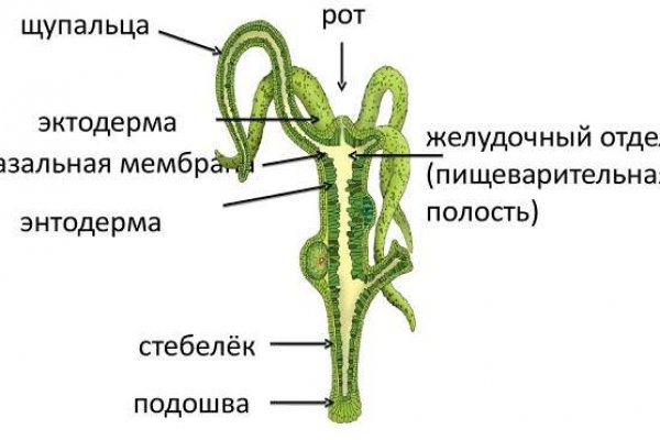 Кракен мониторинг ссылок kraken torion